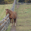 Horse 'Hanovarian'