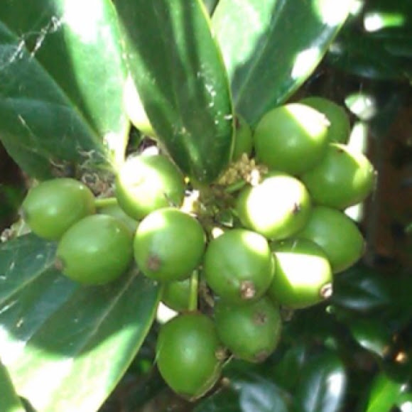 Spotting Image 1
