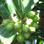 Burford Holly