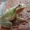 Green Tree Frog