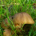 Clustered Domecap/Bruine bundelridderzwam