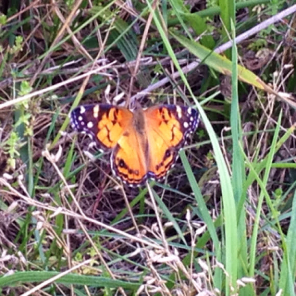 Spotting Image 1