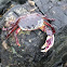 purple rock crab