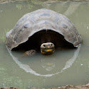 Galapagos Giant Tortoise