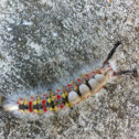 Western Tussock Moth