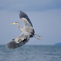 Great blue heron