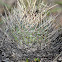 Barrel cactus