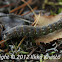 Pine Hawk-moth