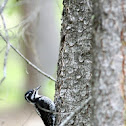 American Three-toed Woodpecker