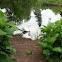 Swan