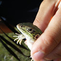 Lagartija verde de cuatro dedos