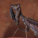 Dead-leaf Praying Mantis