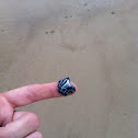 Blue Sea Slug