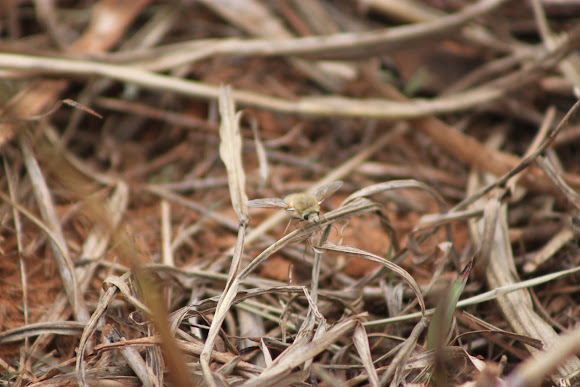 Spotting Image 1