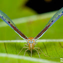 Derbid Planthopper