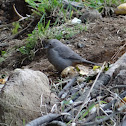 Canyon Towhee