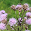 Canada Thistle or Creeping Thistle