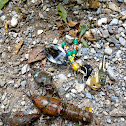 Signal Crayfish