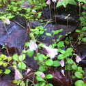 Twinflower