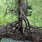 Red Mangrove