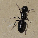 Black carpenter ant