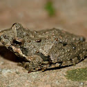 Northern cricket frog