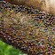 Honey Bees