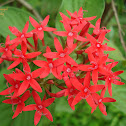 Egyptian Starcluster