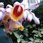 shell ginger