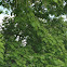 Northern Catalpa, Cigar Tree