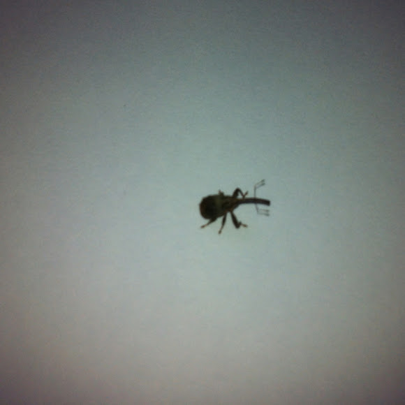 Spotting Image 1