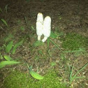 Shaggy mane