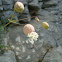 Silene