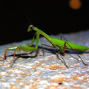 Praying Mantis - Kudlanka nábožná
