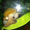 Apple Snail