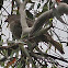 Satin Bowerbird (female)