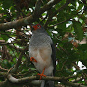 Cryptic Forest-Falcon