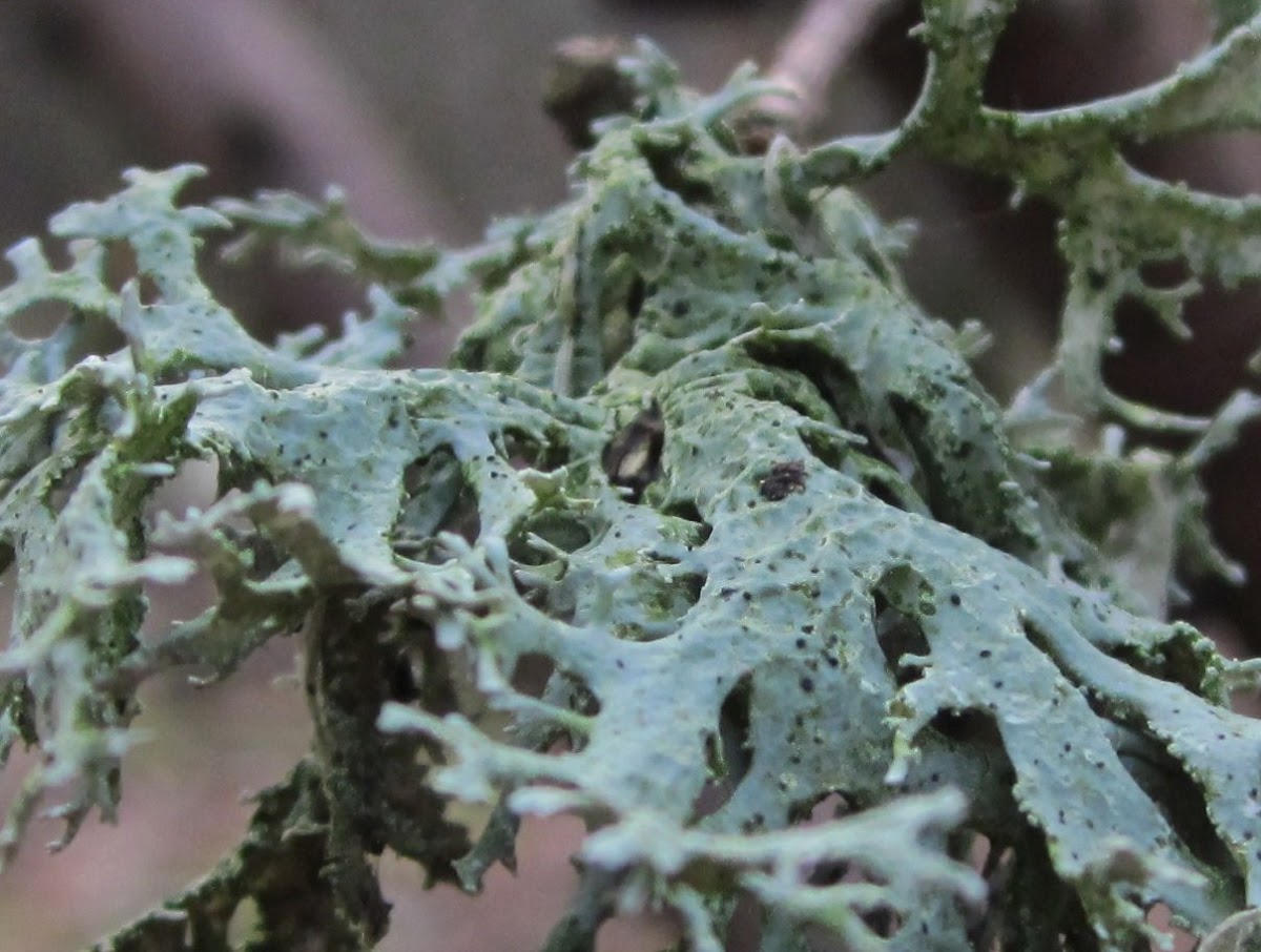 lichen