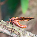 Small-eyed Sphinx Moth