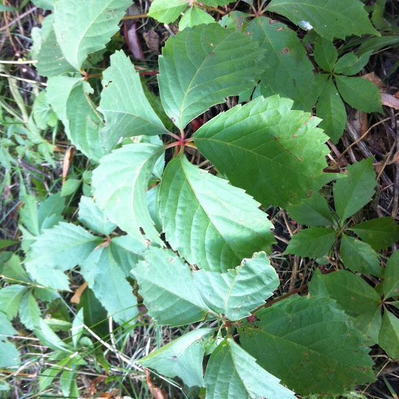 Spotting Image 1