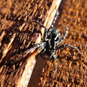 Swift Ground Spider