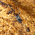 Cave Ensign Wasp