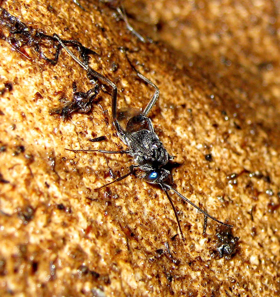 Spotting Image 1