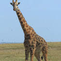 Maasai Giraffe