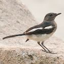 Oriental Magpie-Robin
