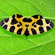 Leopard Moth
