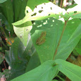 Project Frog Finder of NorthEastern United States
