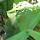 Project Frog Finder of NorthEastern United States