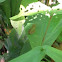 Tree Frog