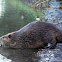 North American Beaver